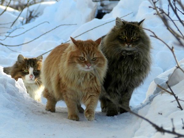 Cách nuôi mèo Siberian