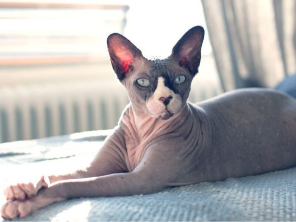 cách huấn luyện mèo Sphynx 