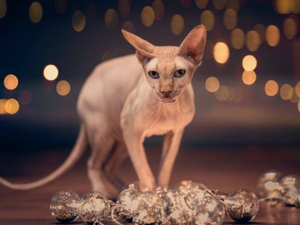 cách huấn luyện mèo Sphynx 