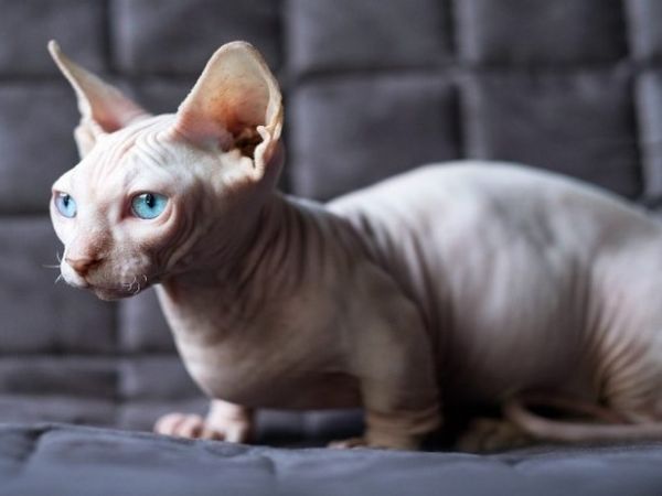 cách huấn luyện mèo Sphynx 