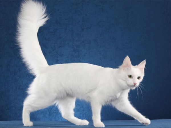Cách nuôi mèo Angora Thổ Nhĩ Kỳ trắng muốt kiêu sa