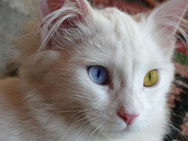 Cách nuôi mèo Angora Thổ Nhĩ Kỳ trắng muốt kiêu sa