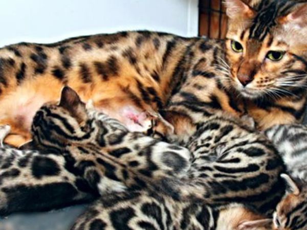 Cách nuôi mèo Bengal khoa học nhất