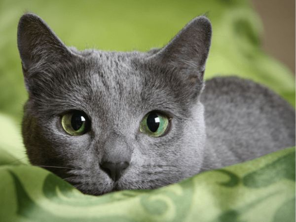 Cách nuôi mèo Nga mắt xanh chi tiết nhất