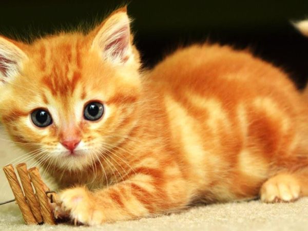 Cách nuôi mèo vàng cơ bản nhất từ A-Z