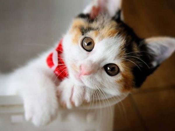 Cách huấn luyện mèo Japanese Bobtail