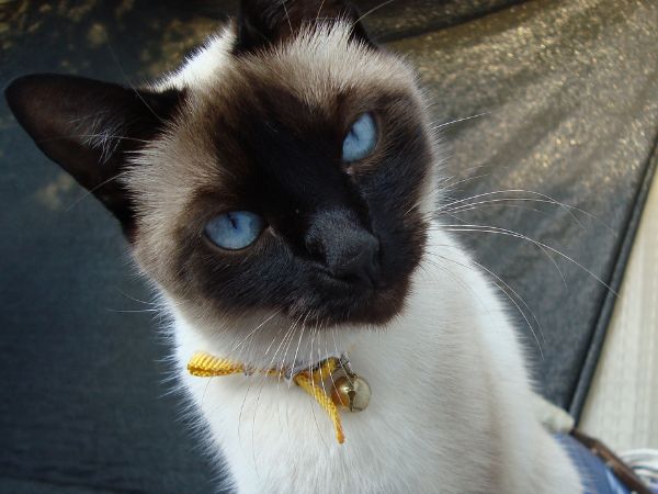 Cách nuôi mèo Ojos Azules