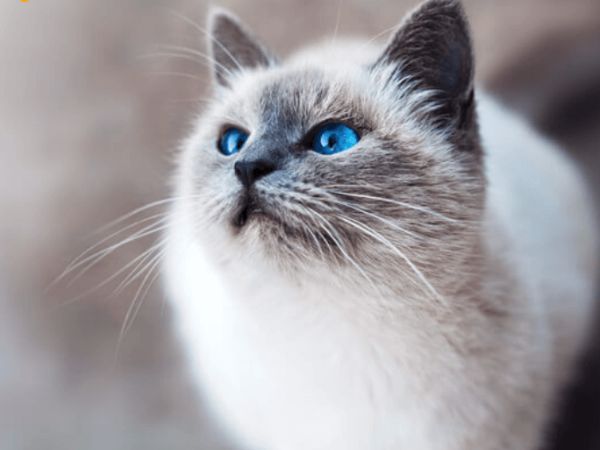 Cách huấn luyện mèo Ojos Azules