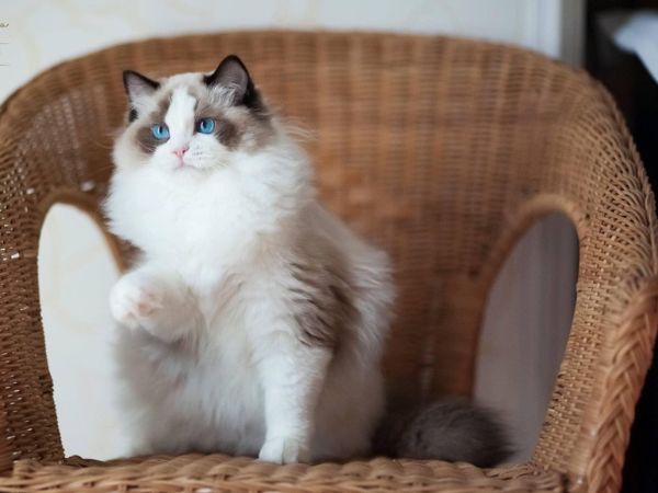 Cách huấn luyện mèo Ragdoll 