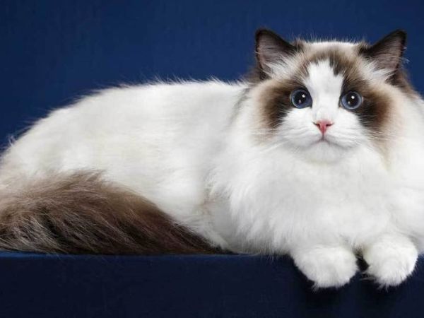 Cách huấn luyện mèo Ragdoll 