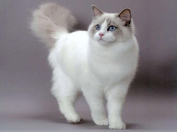 Cách huấn luyện mèo Ragdoll 