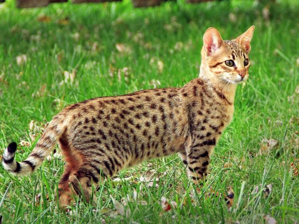 Cách nuôi mèo Serval