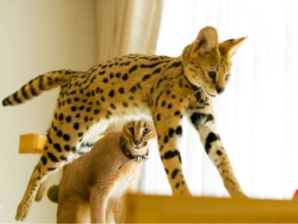 Cách nuôi mèo Serval