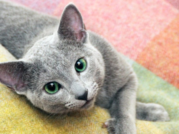 Cách huấn luyện mèo Nga mắt xanh