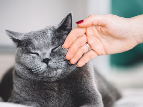 Cách chăm sóc mèo British Shorthair