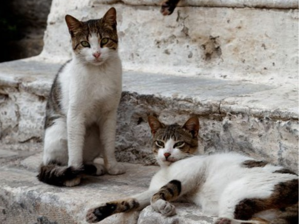Cách nuôi mèo nội địa Hy Lạp